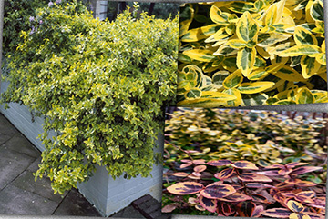 euonymus fortunei emerald n gold