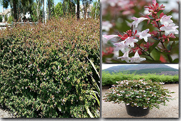 Abelia X Grandiflora