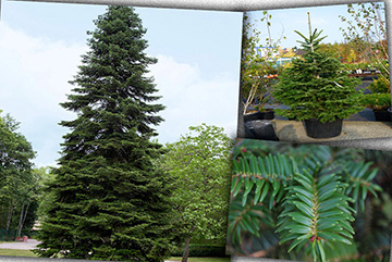 Abies Nordmanniana