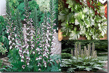 Acanthus Mollis