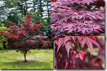 Acer Japonicum Bloodgood