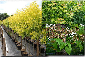 Acer Negundo