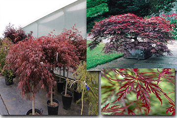 Acer Palmatum Dissectum