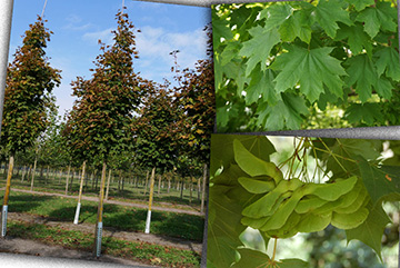 Acer Platonoides