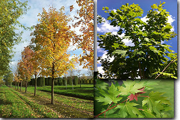 Acer Saccharinum