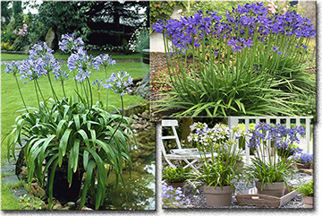 Agapanthus Africanus