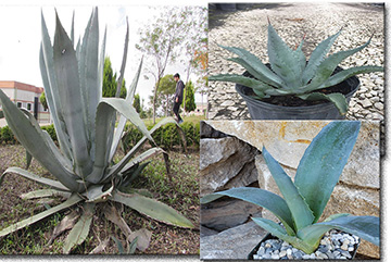 Agave Americana