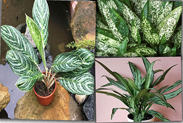 Aglaonema