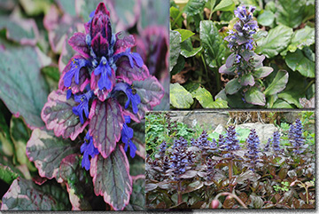 Ajuga Reptans