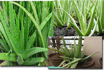 Aloe Vera