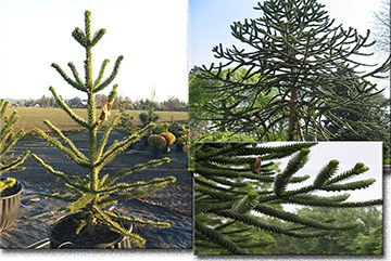 Araucaria Araucana