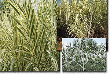 Arundo Donax