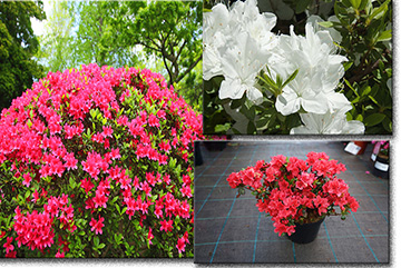 Azalea Japonica