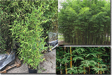 Bambusa Aurea