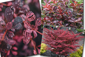 Berberis Thunbergis