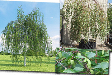 Betula Alba 'Youngii'