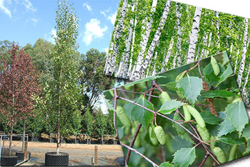 Betula Alba