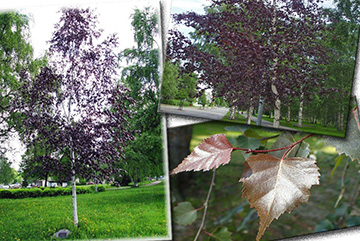 Betula Pendula Purpurea