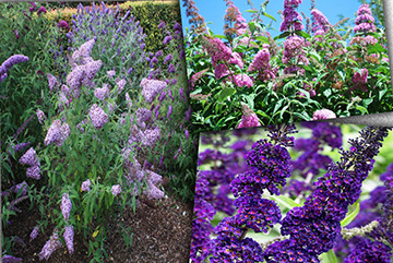 Buddleja Davidii