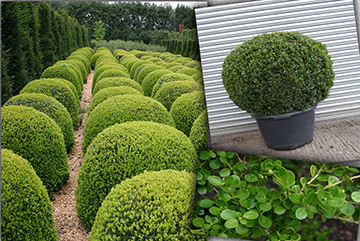 Buxus Sempervirens Ball