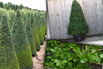 Buxus Sempervirens Pyramidalis