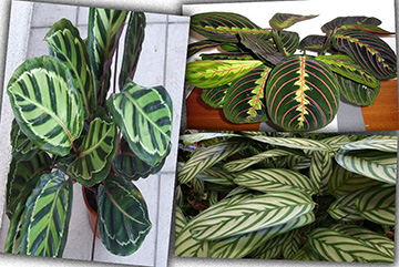 Calathea Lancifolia