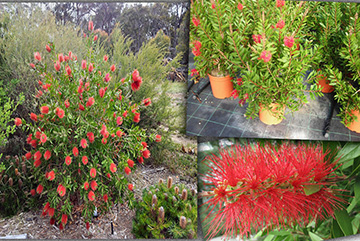 Callistemon Leavis