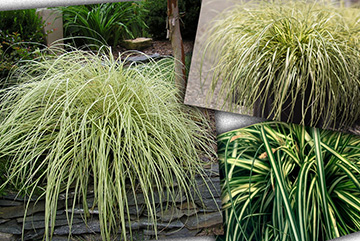 Carex Evergold