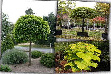 Catalpa Bignonioides 