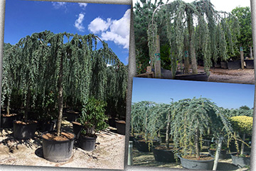 Cedrus Atlantica Pendula