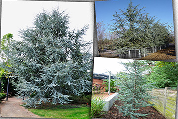 Cedrus Atlantica