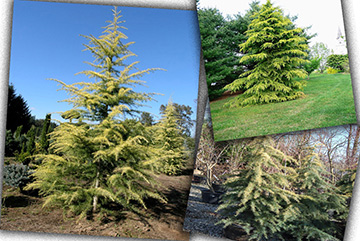 Cedrus Deodora Aurea