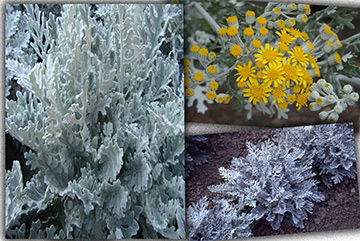 Cineraria maritima