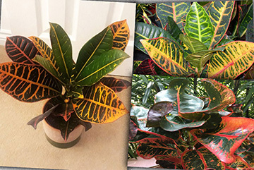 Codiaeum variegatum