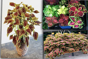 Coleus