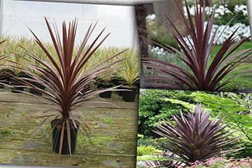 Cordyline Australis Red Star