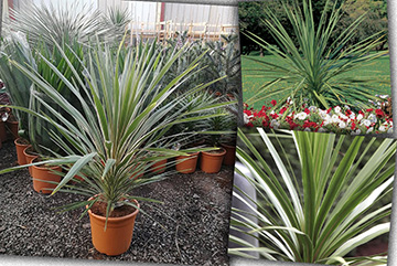 Cordyline Australis