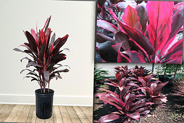 Cordyline