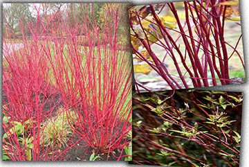 Cornus Alba Sibirica