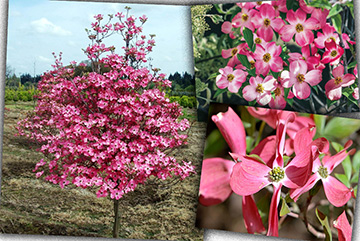 Cornus Florida Cherokee Chief