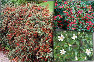 Cotoneaster Dammeri