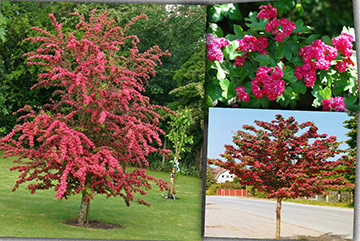 Crataegus Laevigata