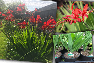 Crocosmia Lucifer