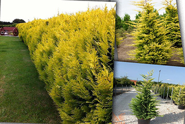 Cupressocyparis leylandii gold rider