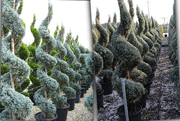 Cupressus Arizonica Glauca Spiral