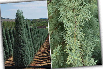 Cupressus Arizonica Glauca