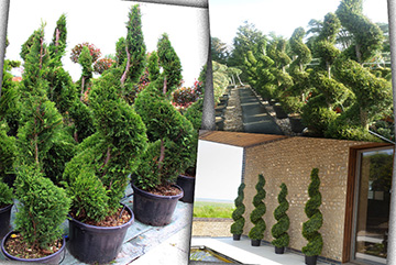 Cupressus Leylandi Spiral