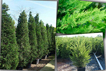 Cupressus Leylandii