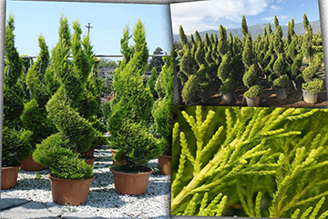 Cupressus Macrocarpa Goldcrest Spiral