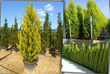 Cupressus Macrocarpa Goldcrest